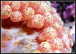 Cribrinopsis olegi